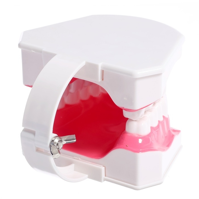 Игровой набор «Макет челюсти человека», 12 × 9 см, с щёткой, щётка цвета МИКС Игровой набор «Макет челюсти человека», 12 × 9 см, с щёткой, щётка цвета МИКС