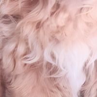 Антистресс игрушка, собака "Мальтипу" Антистресс игрушка, собака "Мальтипу"