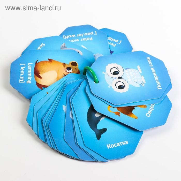 Карточки на кольце для изучения английского языка &laquo;Животные полюсов&raquo;, 20 карт, кольцо, 3+