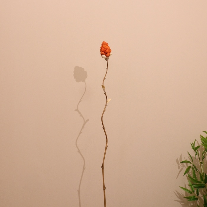 Сухоцвет на бамбуковом стебле 150 см коралловый