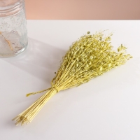 Набор сухоцветов "Монетник", банч длина 60 (+/- 6 см), зелёный