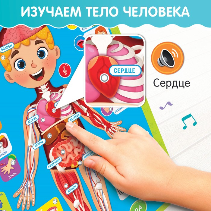 Обучающий плакат «Изучаем анатомию: Моё тело» Обучающий плакат «Изучаем анатомию: Моё тело»