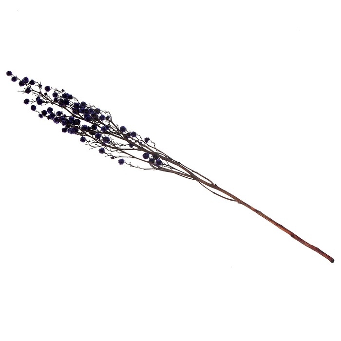 Сухие цветы «Молочай Миля», 25 г, длина — 70 см, цвет фиолетовый Сухие цветы «Молочай Миля», 25 г, длина — 70 см, цвет фиолетовый