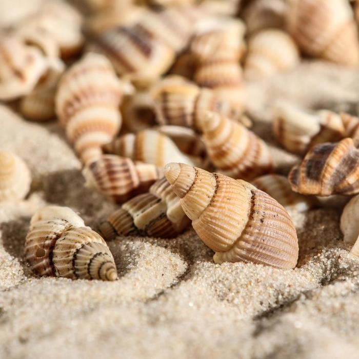 Набор ракушек 100 г Набор ракушек 100 г