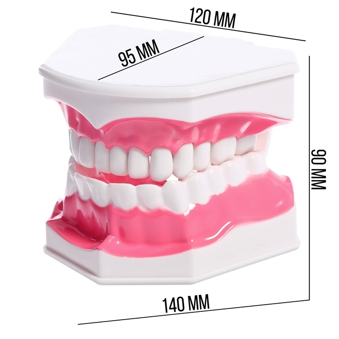 Игровой набор «Макет челюсти человека», 12 × 9 см, с щёткой, щётка цвета МИКС Игровой набор «Макет челюсти человека», 12 × 9 см, с щёткой, щётка цвета МИКС