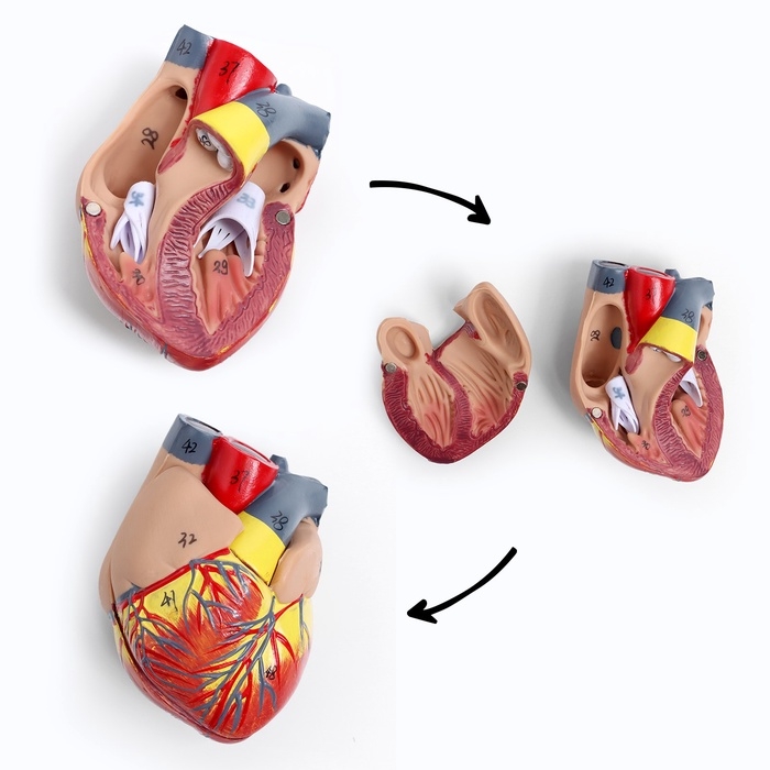 Макет Макет "Грудь человека изнутри" разборный 27*20*11см