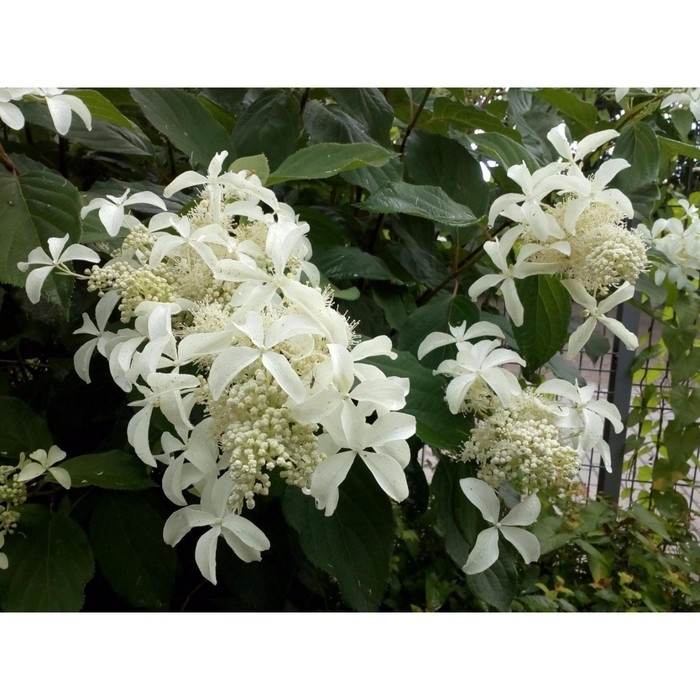 Гортензия метельчатая Грейт Стар , С3 горшок, Н20-30 высота, 1 шт, Осень 2024 Гортензия метельчатая Грейт Стар , С3 горшок, Н20-30 высота, 1 шт, Осень 2024