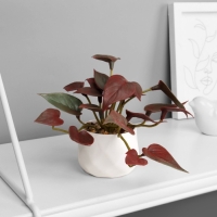 Бонсай в горшке "Филодендрон ультра" (мягкий лист) 9х6 см, микс Бонсай в горшке "Филодендрон ультра" (мягкий лист) 9х6 см, микс