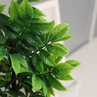 Бонсай в горшке "Ауакуба премиум" 20х9 см, Бонсай в горшке "Ауакуба премиум" 20х9 см,