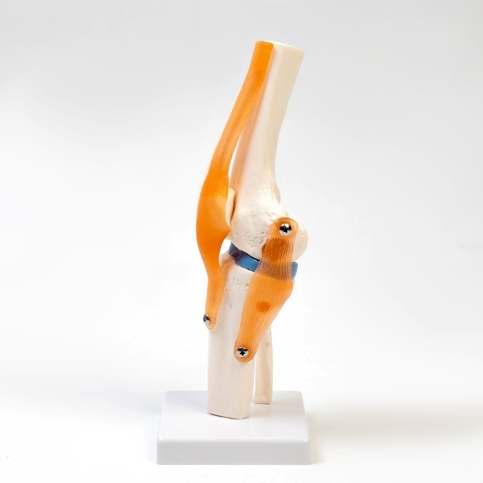 Макет Макет "Коленный сустав", 32*12*12см