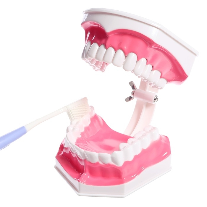 Игровой набор «Макет челюсти человека», 12 × 9 см, с щёткой, щётка цвета МИКС Игровой набор «Макет челюсти человека», 12 × 9 см, с щёткой, щётка цвета МИКС