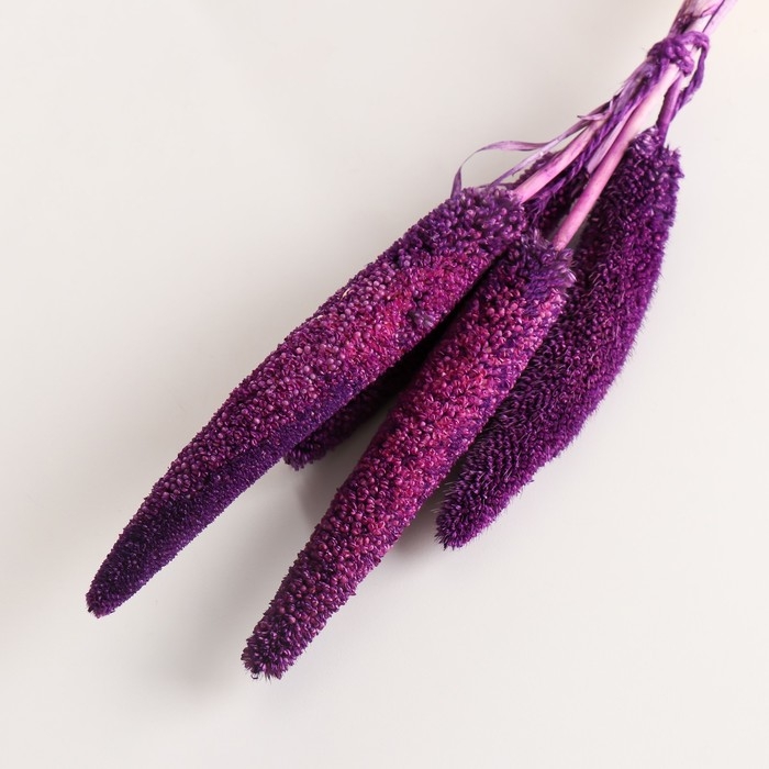Набор сухоцветов "Африканское просо", банч 3-5 шт, длина 60 (+/- 6 см), фиолетовый