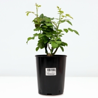 Саженец Розы "Найт Сити", Горшок С4, Лето 2024 Саженец Розы "Найт Сити", Горшок С4, Лето 2024