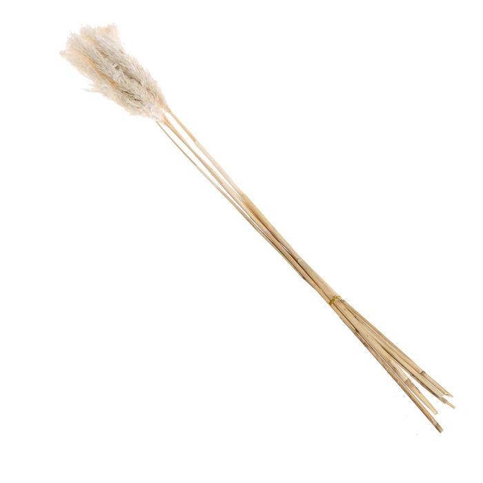 Сухоцвет «Пампасная трава» набор 5 шт., цвет бежевый Сухоцвет «Пампасная трава» набор 5 шт., цвет бежевый