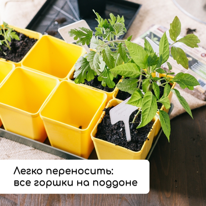 Набор для рассады: стаканы по 200 мл (18 шт.), поддон 36,5 × 17 см, цвет МИКС, Greengo Набор для рассады: стаканы по 200 мл (18 шт.), поддон 36,5 × 17 см, цвет МИКС, Greengo