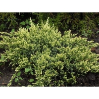 Можжевельник чешуйчатый "Холгер", Р9, 1шт, h 3-20 см, Осень 2024