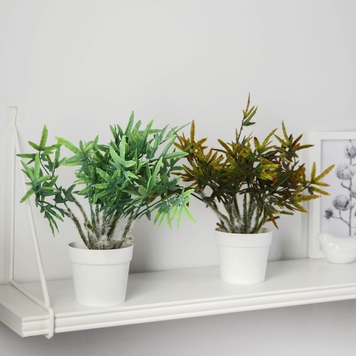 Бонсай в горшке "Людвигия бревипес" 8,5х21 см, микс