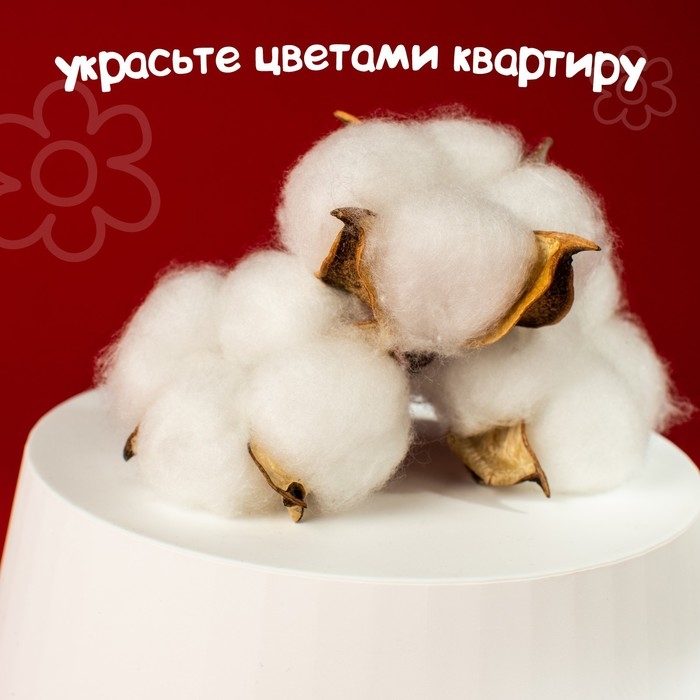 Сухие цветы хлопка, набор 3 шт., размер 1 шт. 6 × 6 см, цвет белый Сухие цветы хлопка, набор 3 шт., размер 1 шт. 6 × 6 см, цвет белый