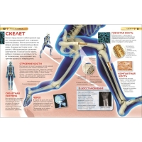 Детская энциклопедия &laquo;Тело человека&raquo;