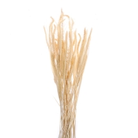 Сухоцвет &laquo;Щетинник&raquo;, белый, 30 - 50 г в упаковке