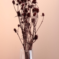 Набор сухоцветов "Эрингиум", банч 5 шт, длина 50 (+/- 6 см), терракотовый