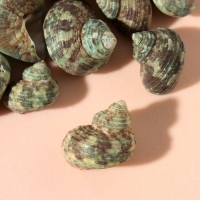 Ракушки природные декоративные "Раковина зелёная" набор 100 гр