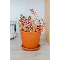 Горшок для цветов с поддоном &laquo;Афина&raquo;, 5,5 л, пластиковый, цвет коричневый