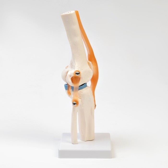 Макет Макет "Коленный сустав", 32*12*12см