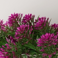 Бонсай в горшке "Селагинелла африканская" 10х20 см, микс Бонсай в горшке "Селагинелла африканская" 10х20 см, микс