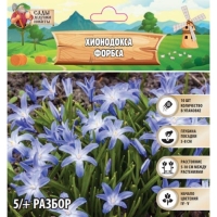 Хионодокса Форбса, р-р 5/+, 10 шт, Осень 2024