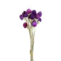 Сухоцвет &laquo;Гомфрена шаровидная&raquo; набор 20 шт., цвет тёмно-фиолетовый