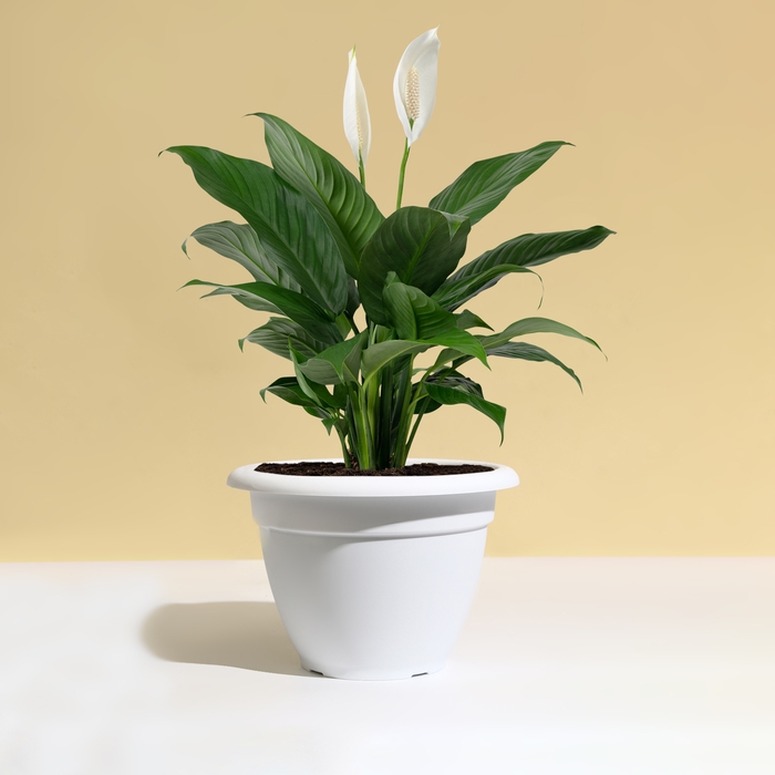 Горшок для цветов, d = 25 см, 4,3 л, пластик, белый