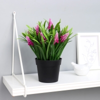 Бонсай в горшке "Альпиния" 9х20 см, микс Бонсай в горшке "Альпиния" 9х20 см, микс