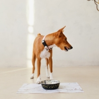 Коврик под миску &laquo;Камень&raquo;, 43х28см