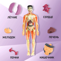 Набор для опытов «Строение тела», анатомия человека Набор для опытов «Строение тела», анатомия человека