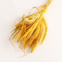 Набор сухоцветов "Сетария", банч 7 шт, длина 55-65 (+/- 6 см), желтый