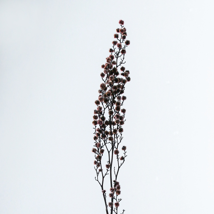 Сухие цветы «Молочай Миля», 25 г, длина — 70 см, цвет розовый Сухие цветы «Молочай Миля», 25 г, длина — 70 см, цвет розовый