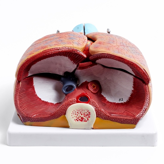 Макет Макет "Грудь человека изнутри" разборный 27*20*11см