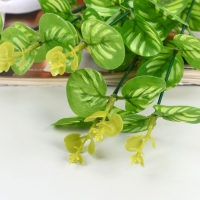 Букет "Кассия декоративная" 29 см, микс Букет "Кассия декоративная" 29 см, микс