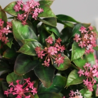 Бонсай в горшке "Хойя премиум" 23х10 см, микс