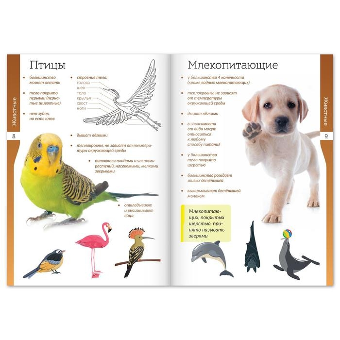 Набор книжек-шпаргалок &laquo;Мир природы и человека&raquo;, 6 шт.