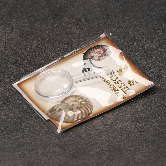 Набор Набор "Аммониты" в упаковке