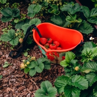 Ёмкость для сбора ягод, 3 л, «Красная смородина», красная Ёмкость для сбора ягод, 3 л, «Красная смородина», красная