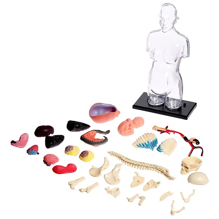 Набор для опытов «Строение тела», беременная женщина Набор для опытов «Строение тела», беременная женщина