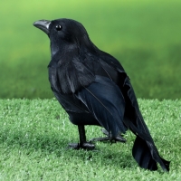 Фигура "Ворон" 20х6х10см Фигура "Ворон" 20х6х10см