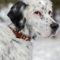 Ошейник кожаный однослойный безразмерный, 45 х 2 см, ОШ 18-39 см, коричневый Ошейник кожаный однослойный безразмерный, 45 х 2 см, ОШ 18-39 см, коричневый
