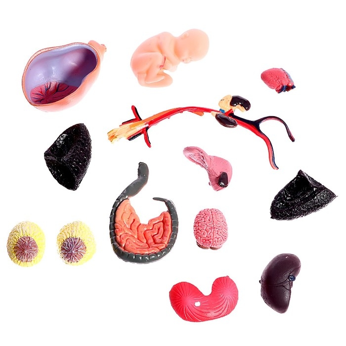 Набор для опытов «Строение тела», беременная женщина Набор для опытов «Строение тела», беременная женщина