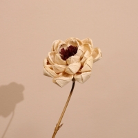 Сухоцвет на бамбуковом стебле 150 см белый Сухоцвет на бамбуковом стебле 150 см белый