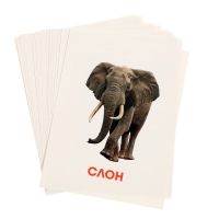 Обучающие карточки &laquo;Дикие животные&raquo;