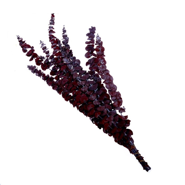 Сухоцвет &laquo;Эвкалиптовое дерево&raquo;, красный, 10 шт. в упаковке